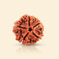 5 Mukhi Rudraksha (Nepali) - Medium