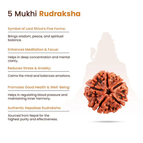 5 Mukhi Rudraksha (Nepali) - Medium