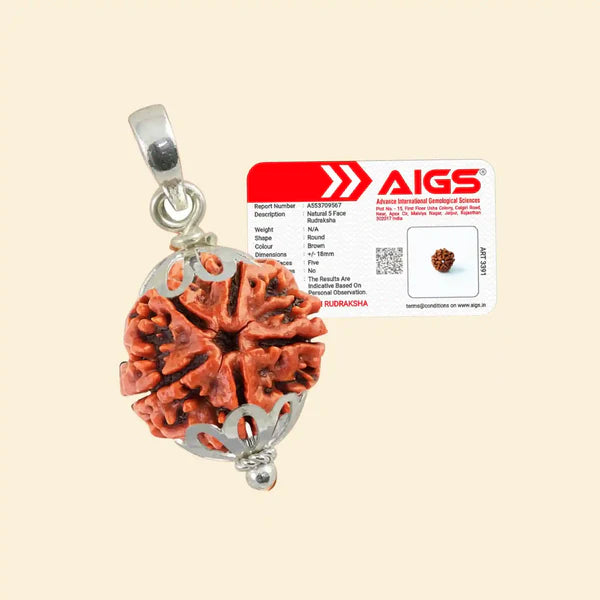 5 Mukhi Rudraksha (Nepali) - Medium