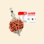 5 Mukhi Rudraksha (Nepali) - Medium
