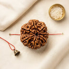 7 Mukhi Rudraksha (Nepali) - Regular