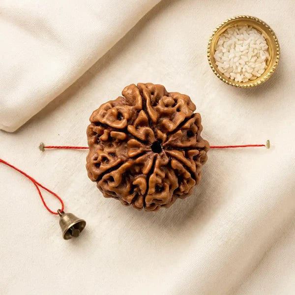 7 Mukhi Rudraksha (Nepali) - Regular