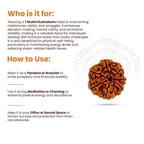 7 Mukhi Rudraksha (Nepali) - Regular