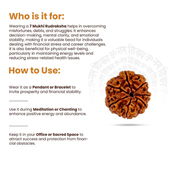 7 Mukhi Rudraksha (Nepali) - Regular